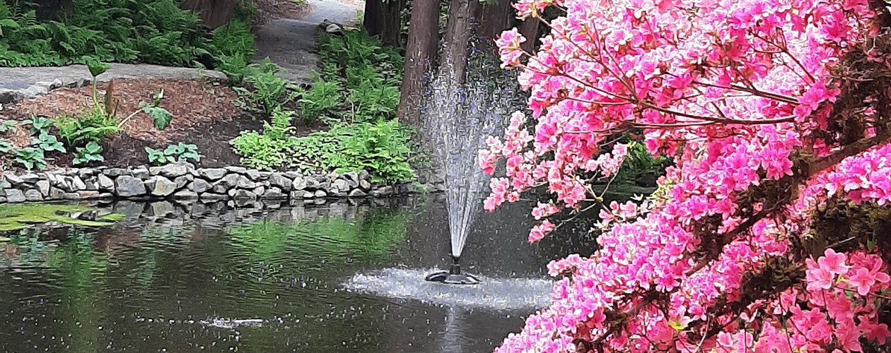 Welcome to White Rock Garden Club