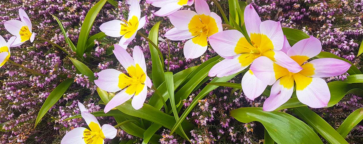 Welcome to White Rock Garden Club